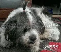 老年期狗狗的美容护理