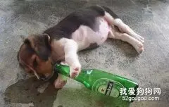 杜绝狗狗喝啤酒