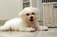 老年狗狗如何养护最佳