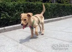 狗狗为什么不走直路？