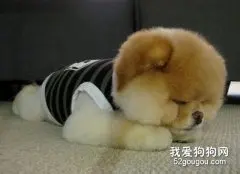 狗的睡眠要多久？