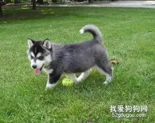 教你照顾好哈士奇