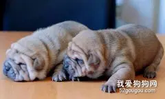 养沙皮需要注意的问题