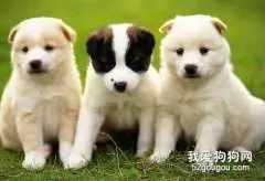 怎么挑选好的小狗？