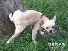 为什么狗要往树干上撒尿？