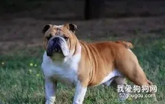 英国斗牛犬的饲养方法