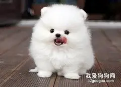 怎样护理博美的牙齿和趾甲？