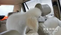 如何让狗狗不晕车？