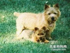 如何挑选优质小罗威士梗？