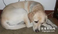 宠物狗为什么会恐惧？