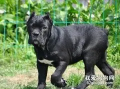 意大利卡斯罗犬生活习性解密