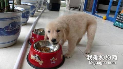 狗狗护理牙齿