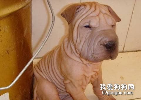 沙皮害怕洗澡