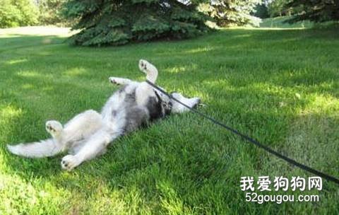 狗狗不良习惯