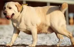 什么样的狗狗容易发胖？