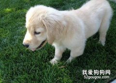 为什么狗狗会咬泥沙和野草？