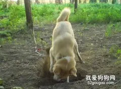 狗狗喜欢刨土怎么办？