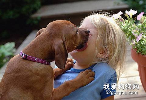 狗狗舔人