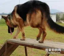 如何高效训练德国牧羊犬？