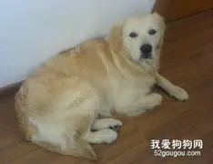 狗狗吃的太好也容易生病