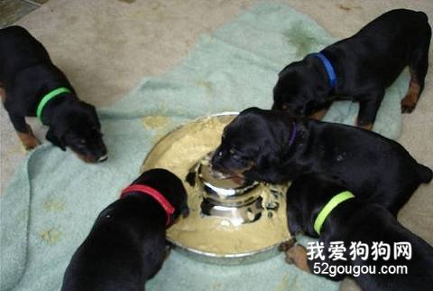 喂狗狗