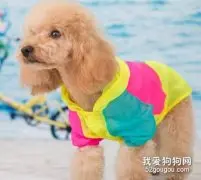 夏日狗狗怎样防晒？