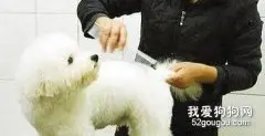 给宠物狗梳毛小知识