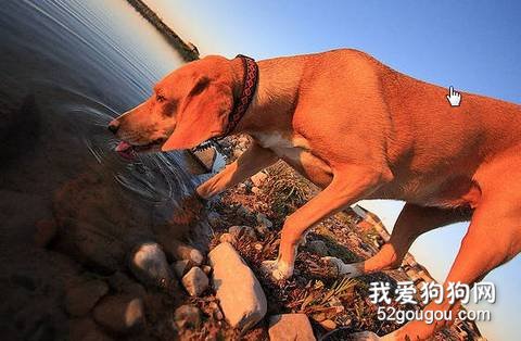 狗狗猛喝水