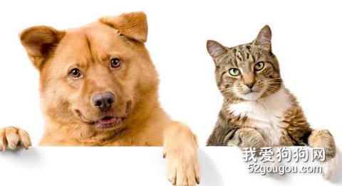 猫和狗和平共处