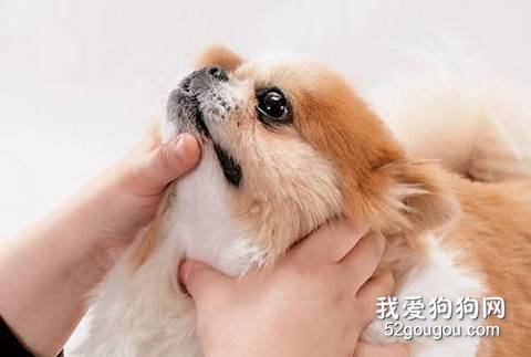喂狗狗应该注意的12点