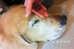 怎样快速熟悉陌生狗？