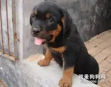 怎样测试幼犬的感官？