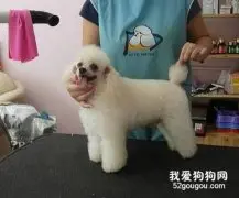 夏季怎样给狗狗美容？