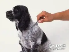 主人要按期为狗狗洗澡梳毛