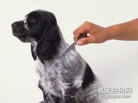 狗狗梳毛