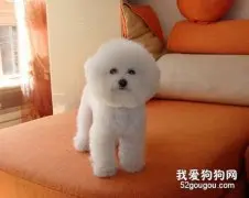 卷毛比熊怎样护理？