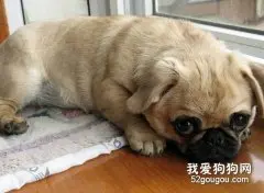 怎么给巴哥犬美容？