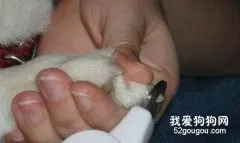 如何给宠物剪指甲？