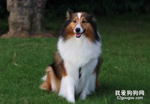 喜乐蒂牧羊犬