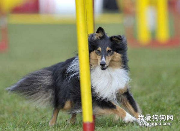 喂养喜乐蒂牧羊犬