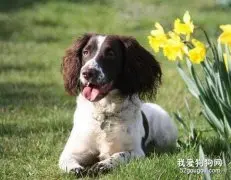 关于史宾格犬的介绍