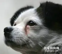 消除狗狗泪痕的方法