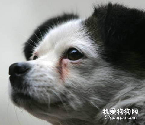 消除狗狗泪痕的办法