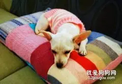 潮湿的气候如何喂养狗狗？