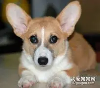 不适合喂养狗狗的人群
