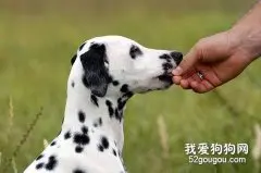 不合理的食物会导致狗狗消化不良！