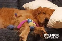 老年犬应该进行哪些特别的护理