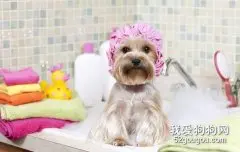 狗狗洗澡的常识性问题
