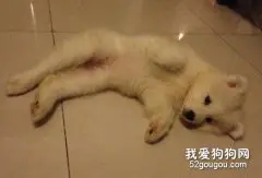 3个月大的狗狗如何喂养