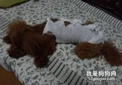 狗狗多大绝育最好？